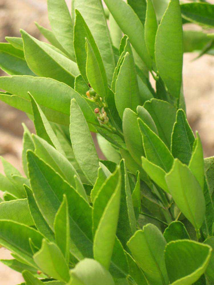              Sun leaves (Riverside, CA)       